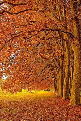 Golden Canopy: Embracing Autumn's Glow 🍂✨