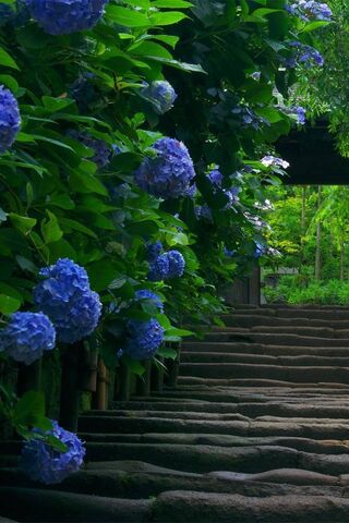 Enchanting Pathway of Hydrangeas 🌸✨