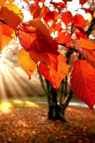 Golden Glow of Autumn