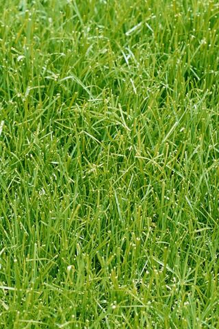 Lush Green Carpet of Nature 🌿