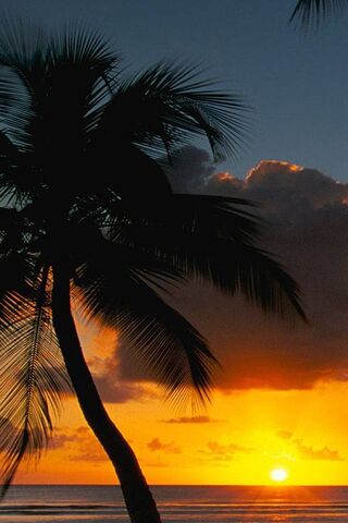 Golden Horizons: A Trop..
