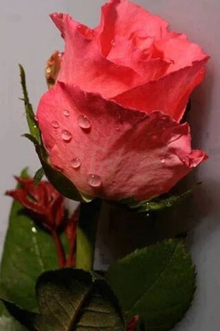 Whispers of Love: The E..
