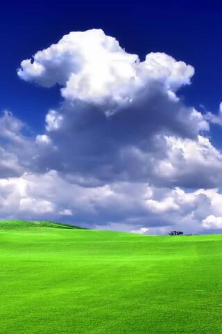 Cielo blu dell'erba verde