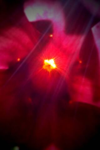 Radiant Blossom: The Heart of Pink Sunray 🌸✨