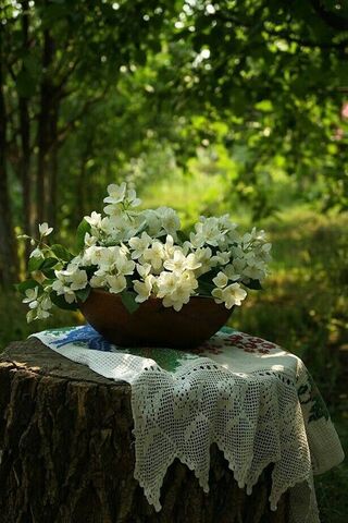 Enchanted Blossoms in Nature's Embrace 🌸🌿