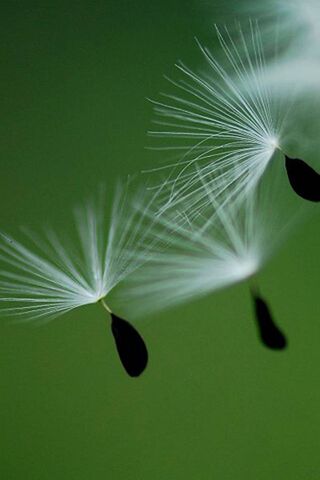 Whispers of Nature: The Dance of Seeds 🌱✨