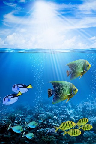 Beneath the Waves: A Colorful Underwater World 🌊🐠