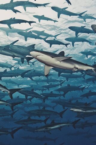 Beneath the Waves: A Dance of Sharks 🌊🦈