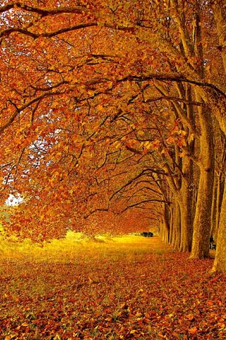 Golden Canopy: Embracing Autumn's Glow 🍂✨