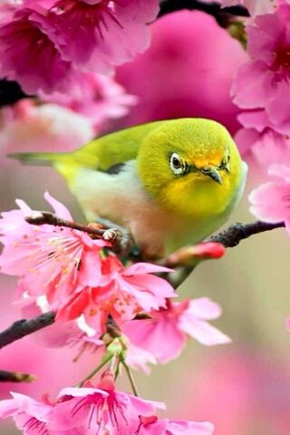 Blossom Guardian: The Lonely Bird