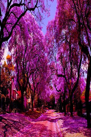 Enchanted Lavender Lane 🌸✨