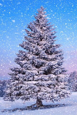 Snowy Fir-Tree