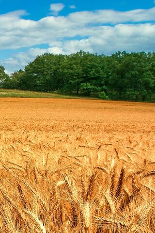 Golden Waves of Grain 🌾✨