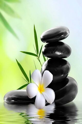 Tranquil Balance: The A..