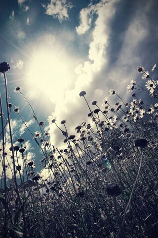 Sunlit Blooms: A Dance ..