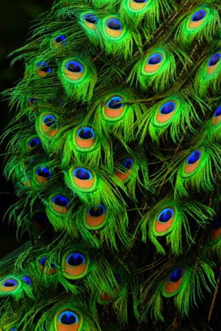 Peacock Feathers Wallpaper 61 images