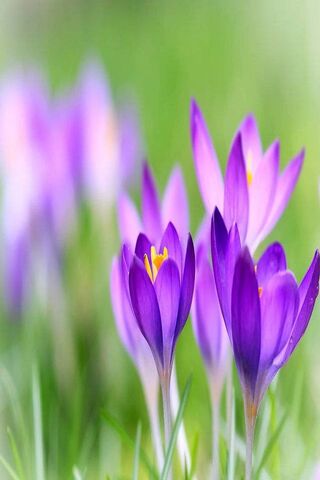 Violet Whispers of Spring 🌸✨