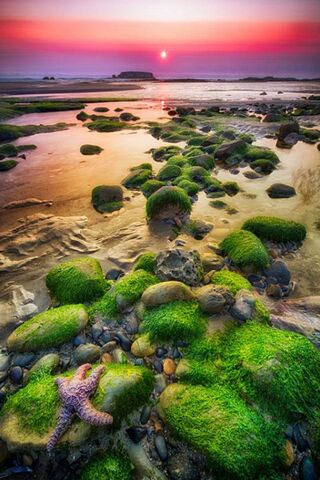 Sunset Serenity: Nature's Canvas 🌅✨
