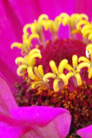 Flower1