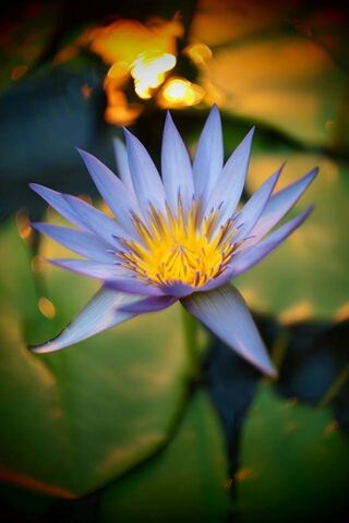 Whispers of the Blueflower 🌸✨