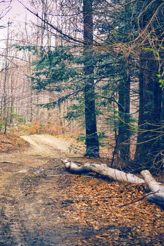 Whispers of the Forest ..