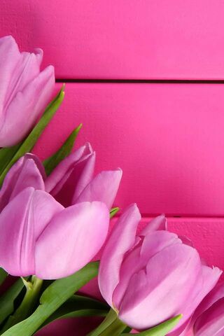 pink tulip wallpaper