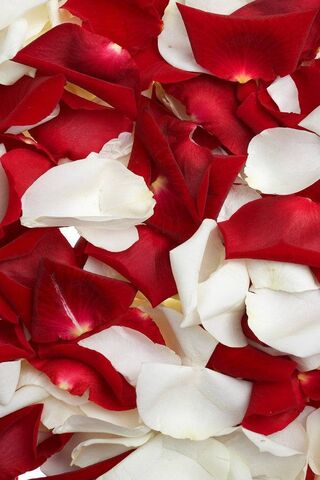 Petal Paradise: The Rose Mixer 🌹✨