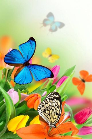 Spring Butterflies