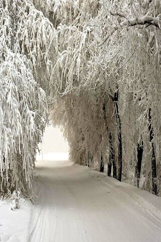 Winter Wonderland: A Fr..