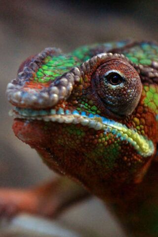 Nature's Master of Disguise 🦎✨