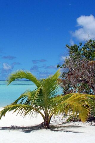 Tropical Bliss: A Slice of Paradise 🌴☀️