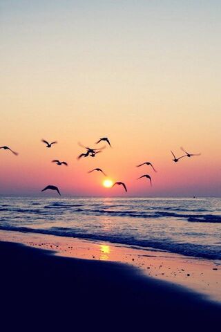 Sunset Soar: A Dance of..