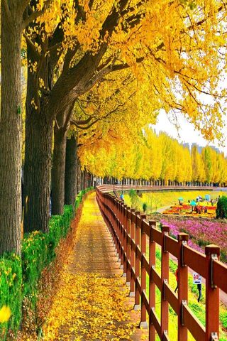 Autumn's Golden Embrace