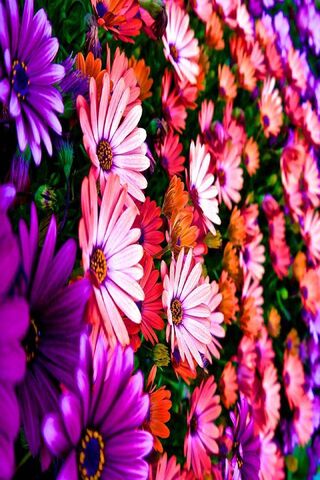 Blooming Vibrance: A Floral Symphony 🌸🌼