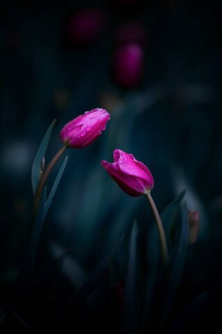 Pink Tulips