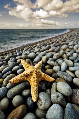Beauti by the Shore: Nature's Star