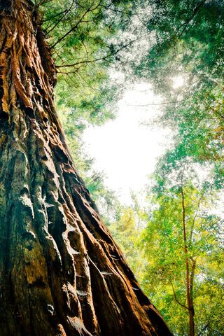 Nature's Textured Canvas 🌳✨