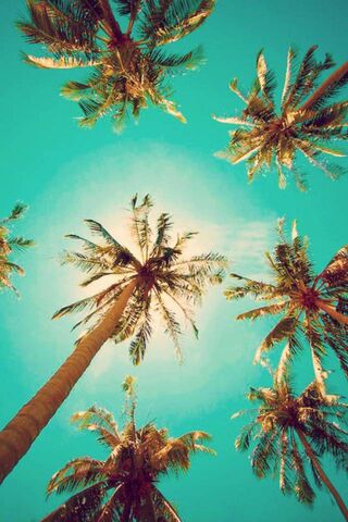 Tropical Serenity: California's Iconic Palms 🌴☀️