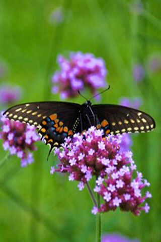 Nature's Colorful Dancer: The Butterfly