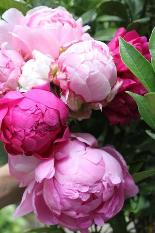 Blooming Beauty: A Peon..