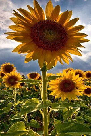Sun-Flower