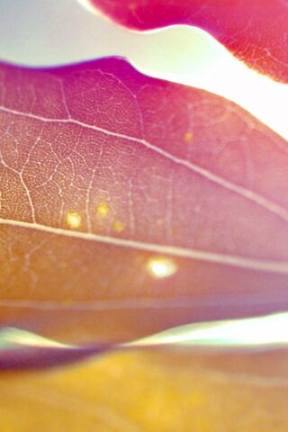 Sunlit Serenity: The Beauty of a Red Leaf