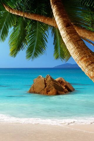 Paradise Found: A Tropical Escape 🌴🌊