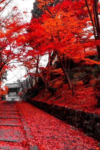 Autumn's Fiery Embrace 🍂🔥