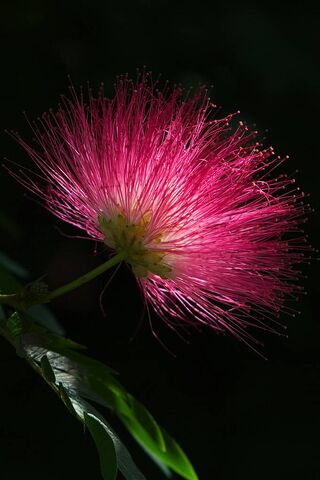 Radiant Pink Wonder 🌸✨