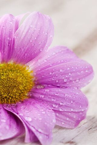 Petals of Serenity: A F..