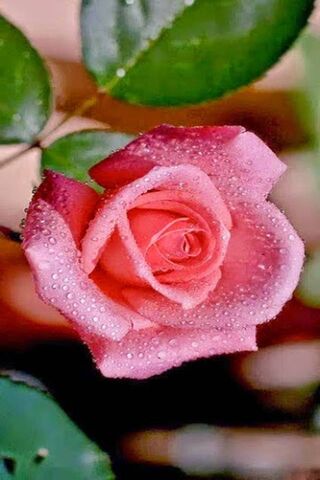 Blushing Beauty: The Pi..