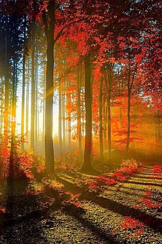 Awakening in Autumn's Embrace 🍂🌅