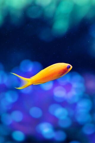Gold Fish