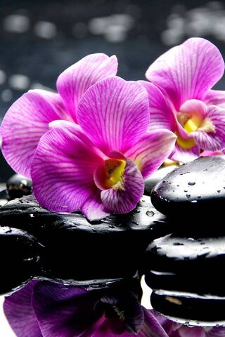 Tranquil Elegance: Spa Orchids in Bloom 🌸🖤